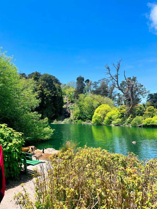 A lake in Golden Gate Park 