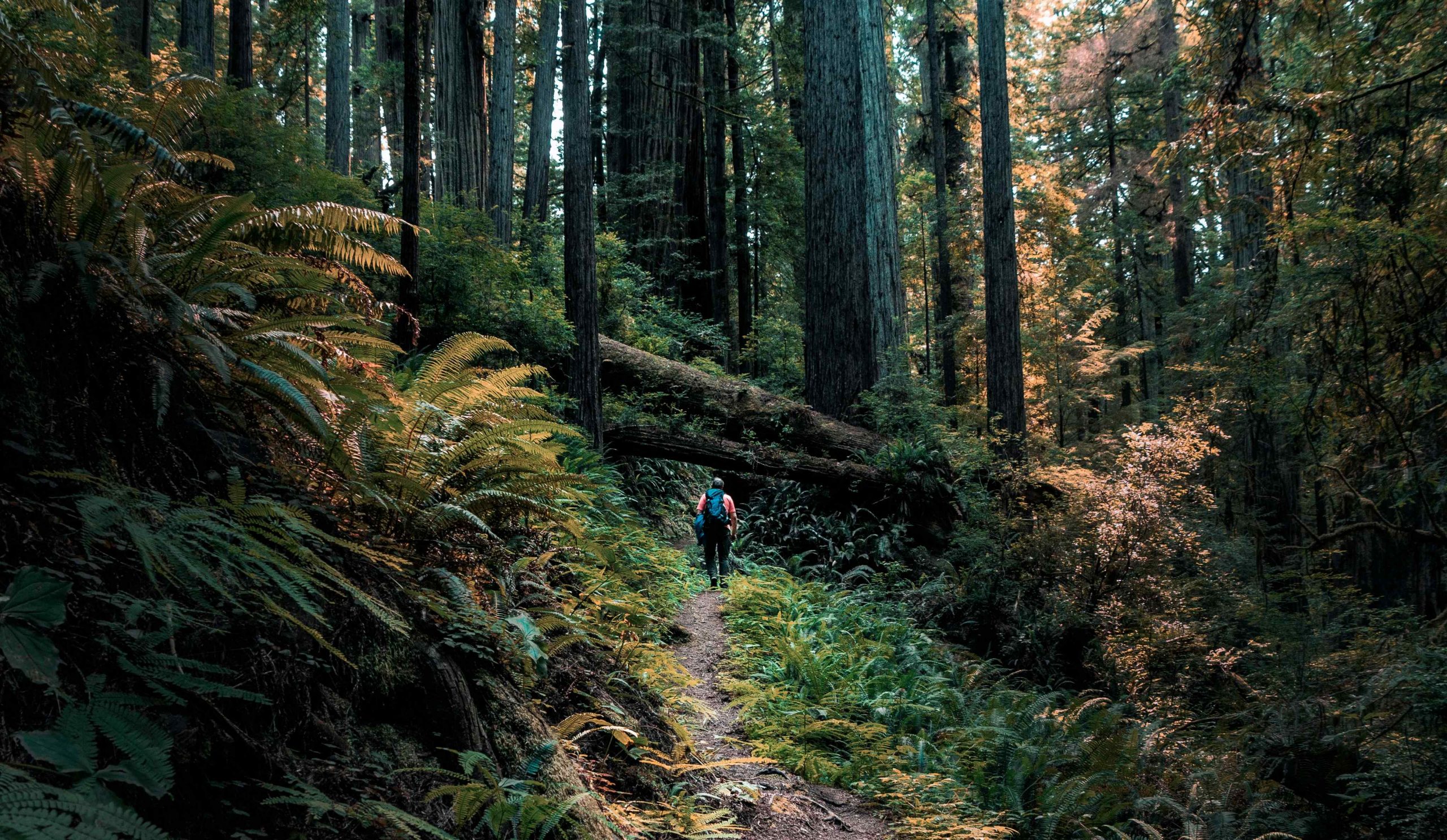 things to do in redwoods national park