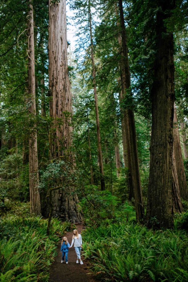 redwood forest