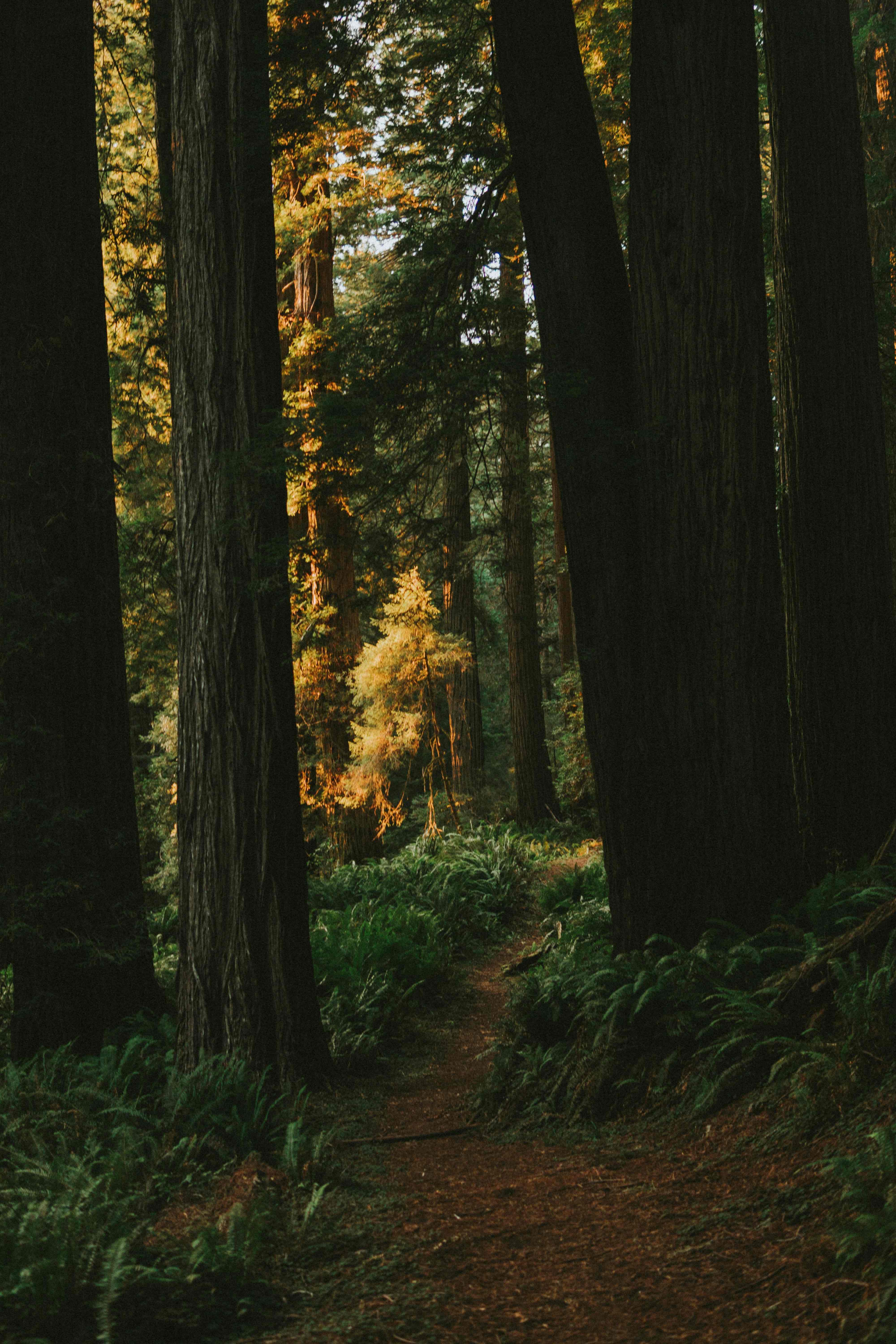 redwood national park trail 