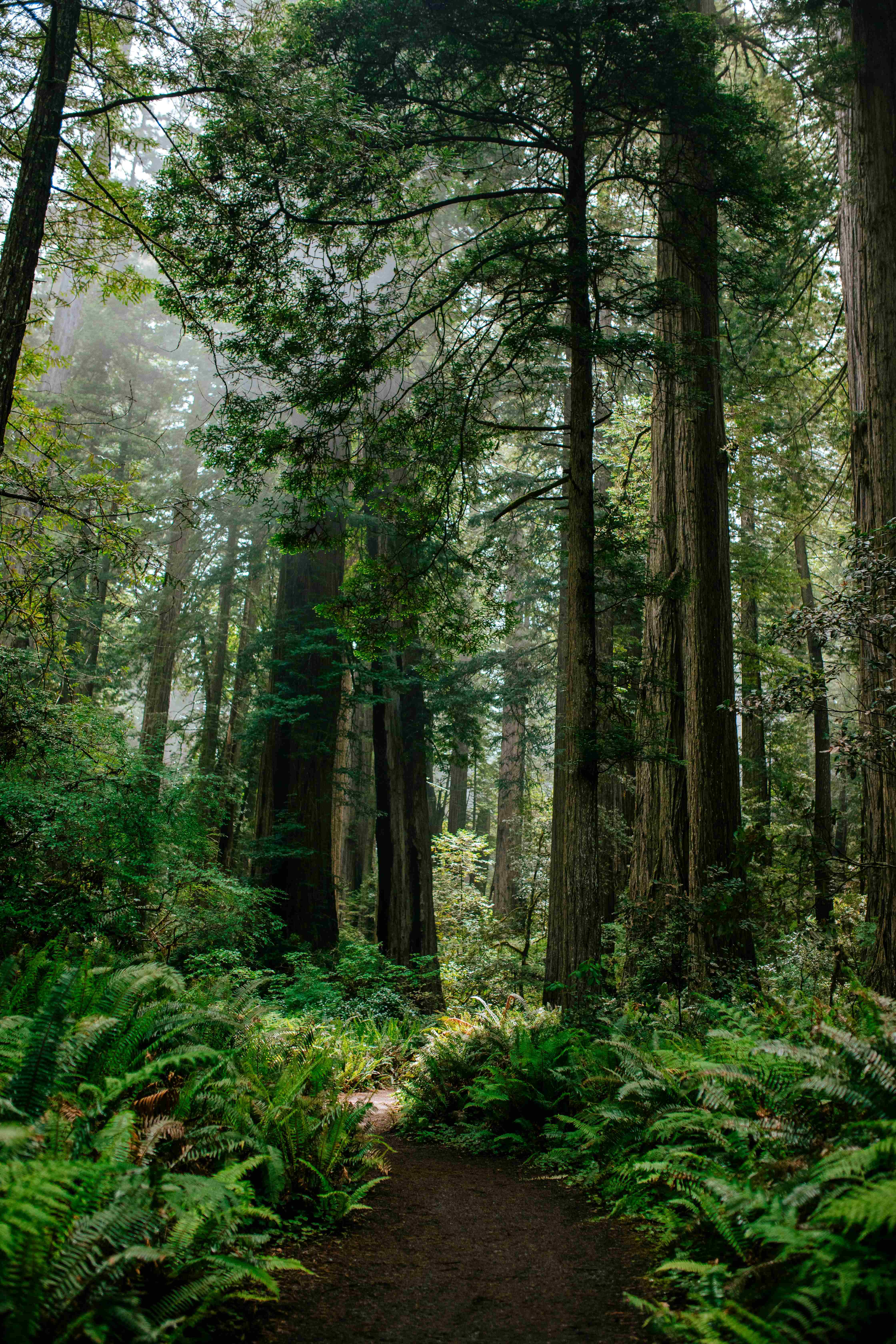 redwood national park trail