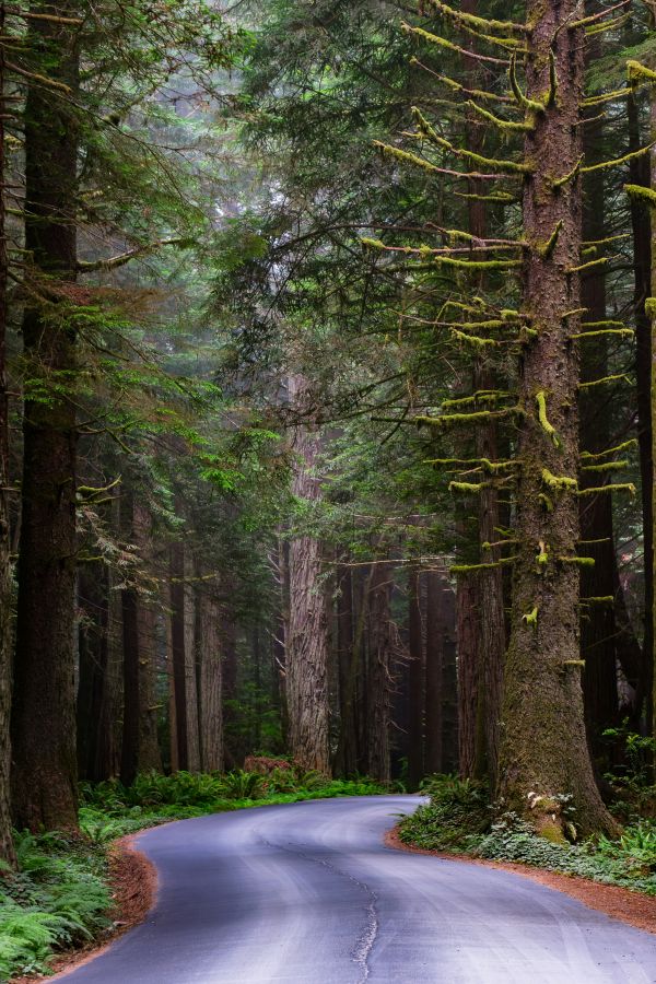 redwood national park road