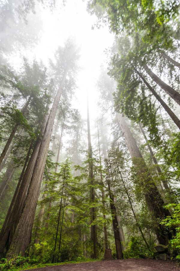 redwood trees redwood np