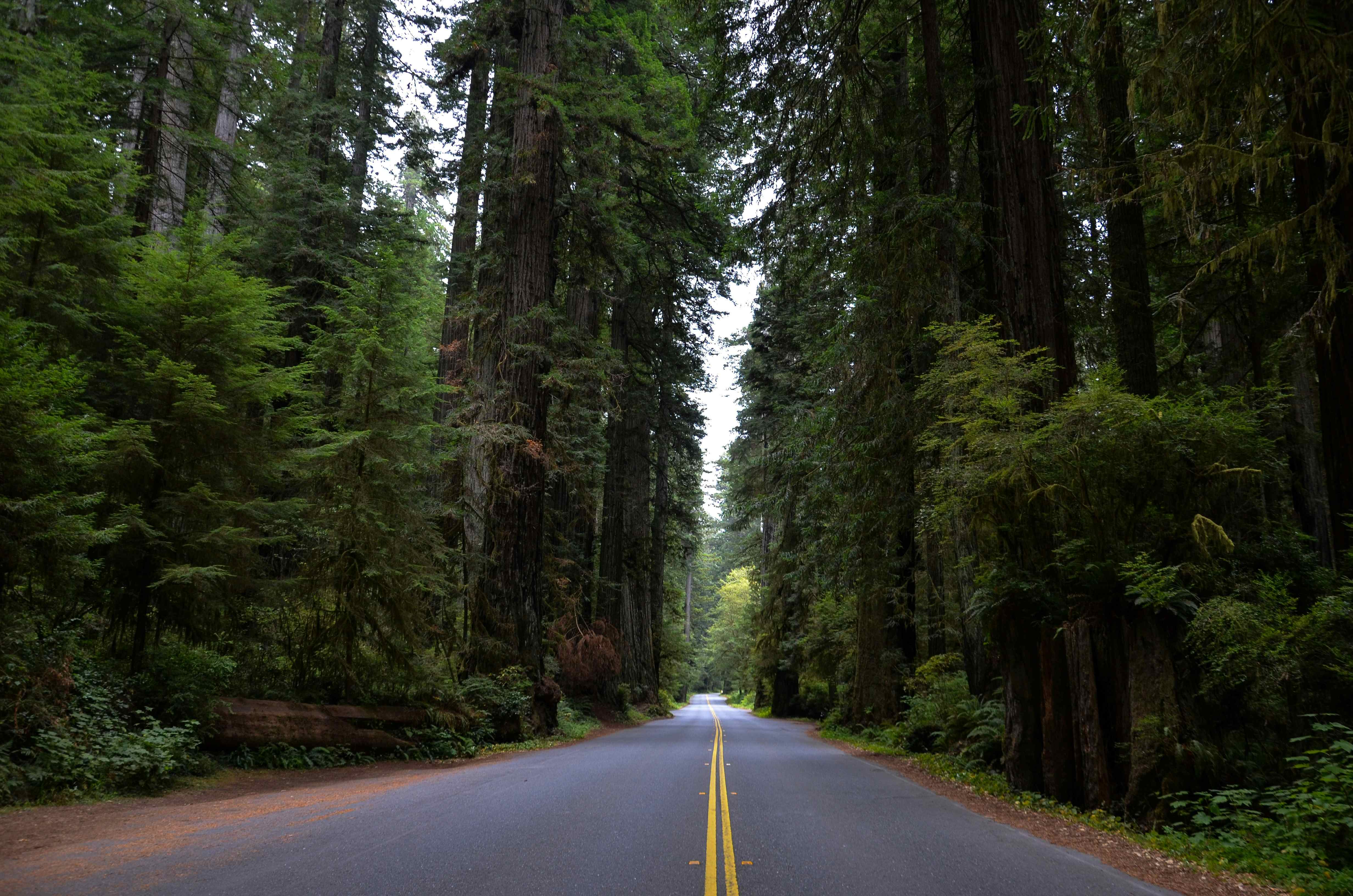 road through redwoods national park