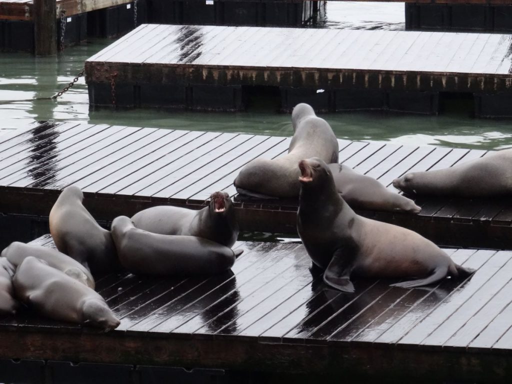 sea lions pier 39