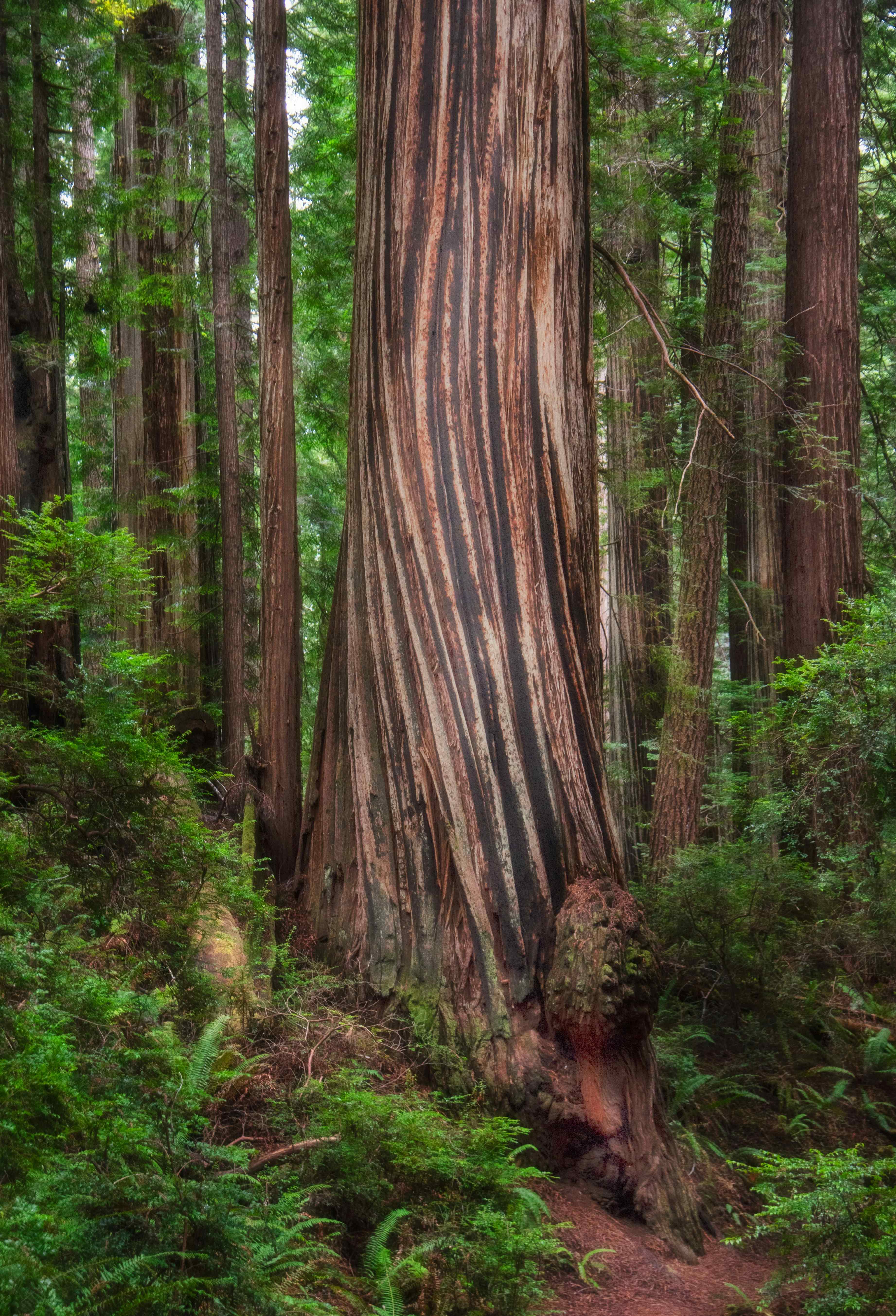 tree redwoods forest