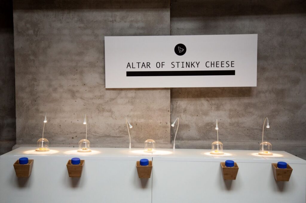 altar of stinky cheese disgusting food museum