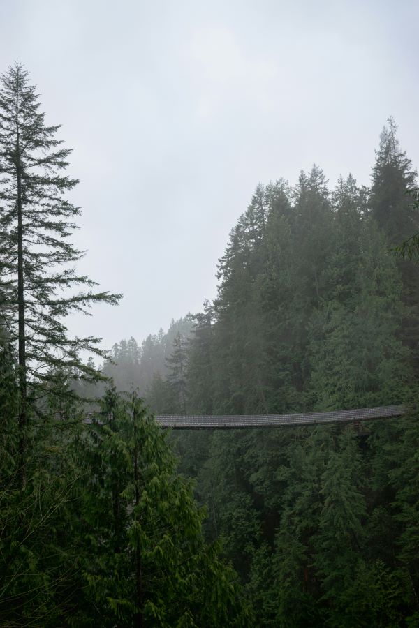 moody day capilano suspension bridge