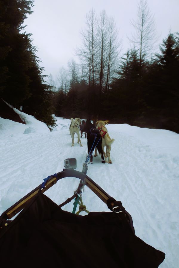 dog sledding tour whistler