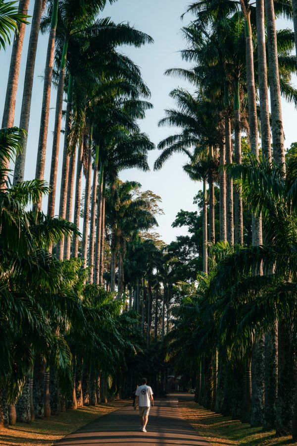 tree lined road kandy botanic gardens