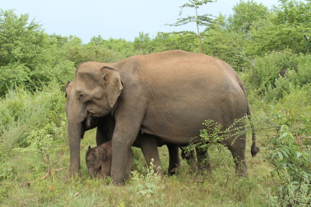 mom and baby elephant udawalawe