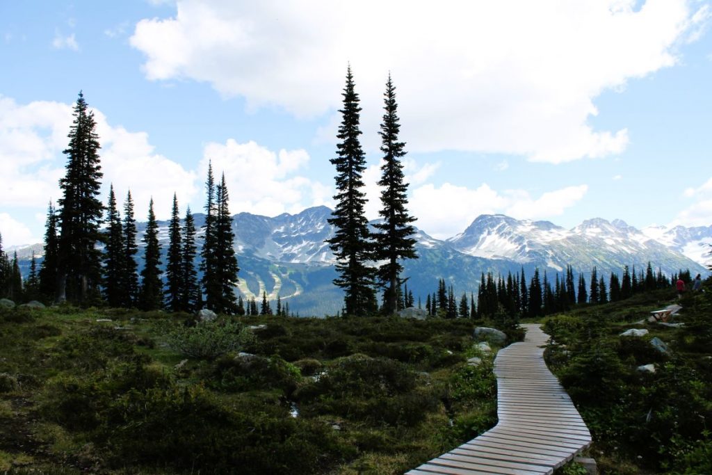 blackcomb alpine trail