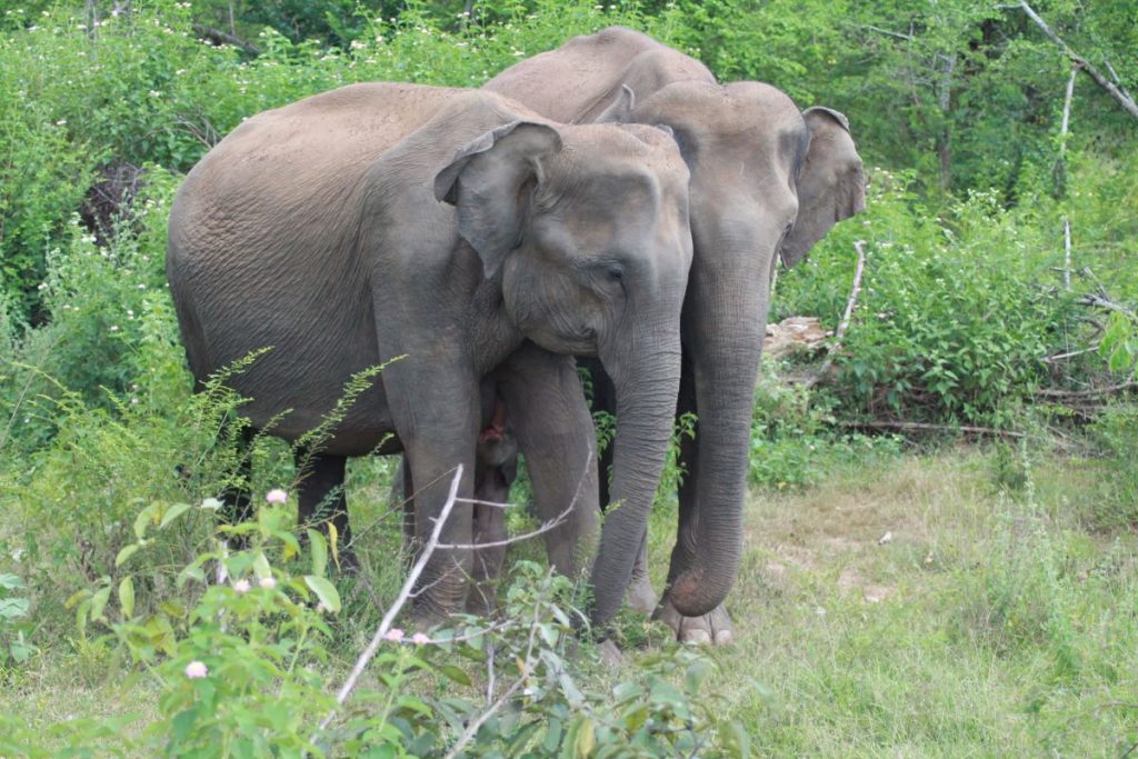 two elephants in udawalawe national park