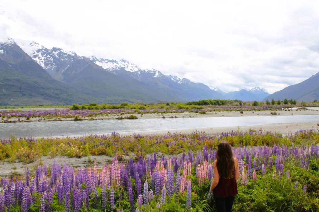 lupin season glenorchy new zealand