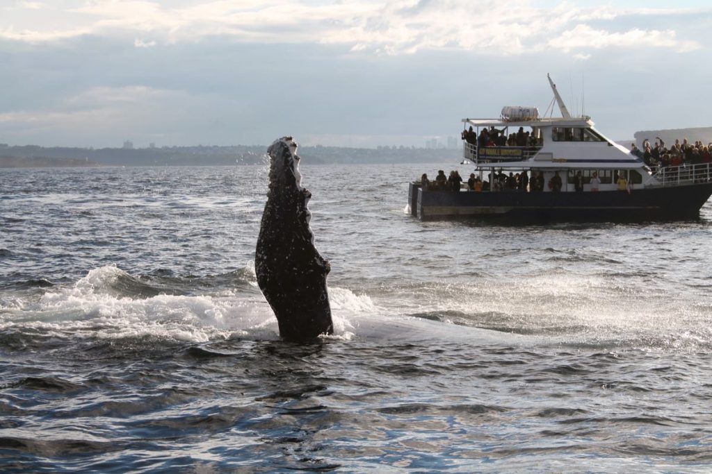 humpback whale sydney