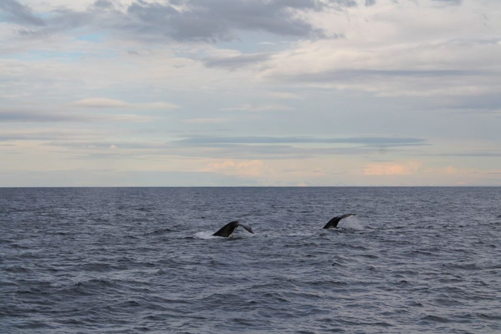 two whale tails sydney harbour