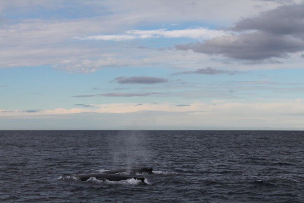 whales swimming together sydney