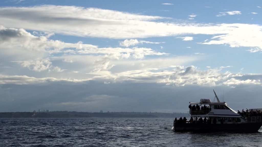 whale boat sydney