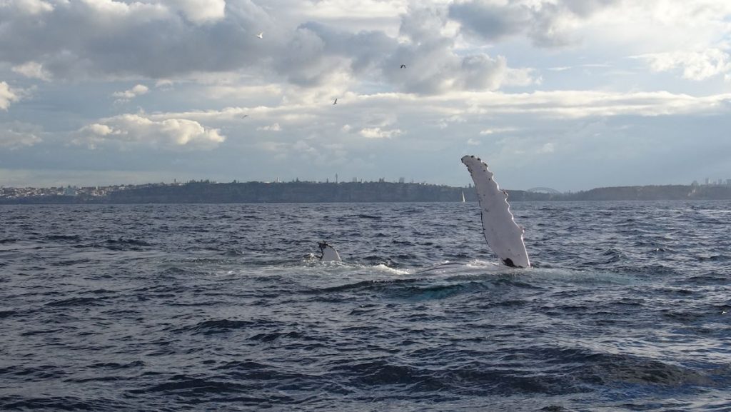 whale fin sydney