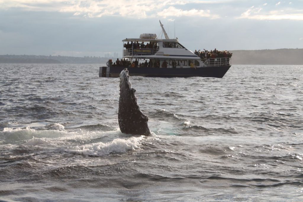 whale watching sydney harbour