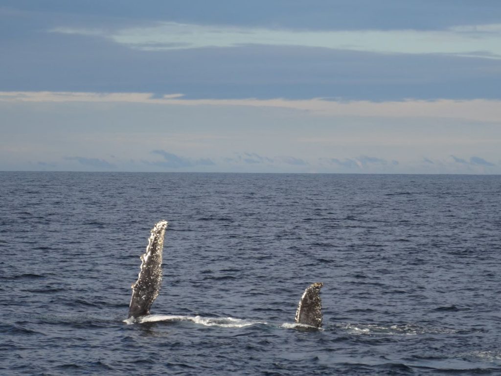 humpback whale in sydney harbour