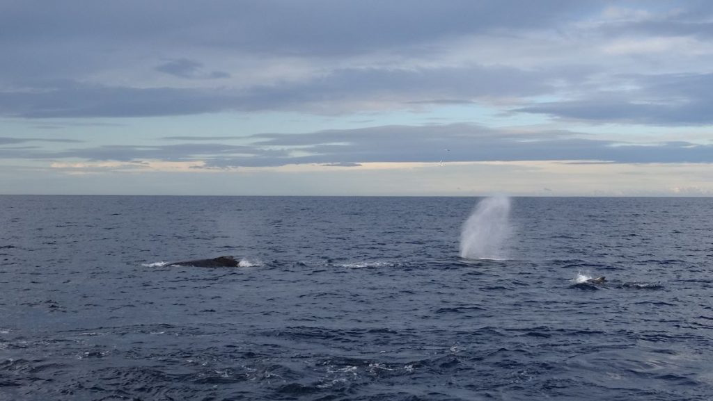 whales blowing water sydney