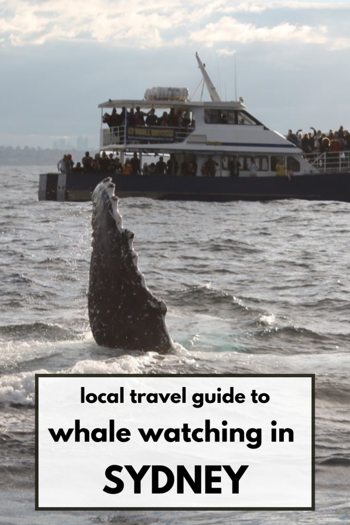 When it comes to choosing a whale watching tour in Sydney, you’ll need to do your research as there are SO many tours to choose from. And there are many things you should take into consideration before deciding. Things like the price and the reviews.