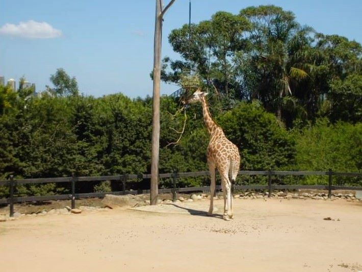 giraffe at taronga zoo