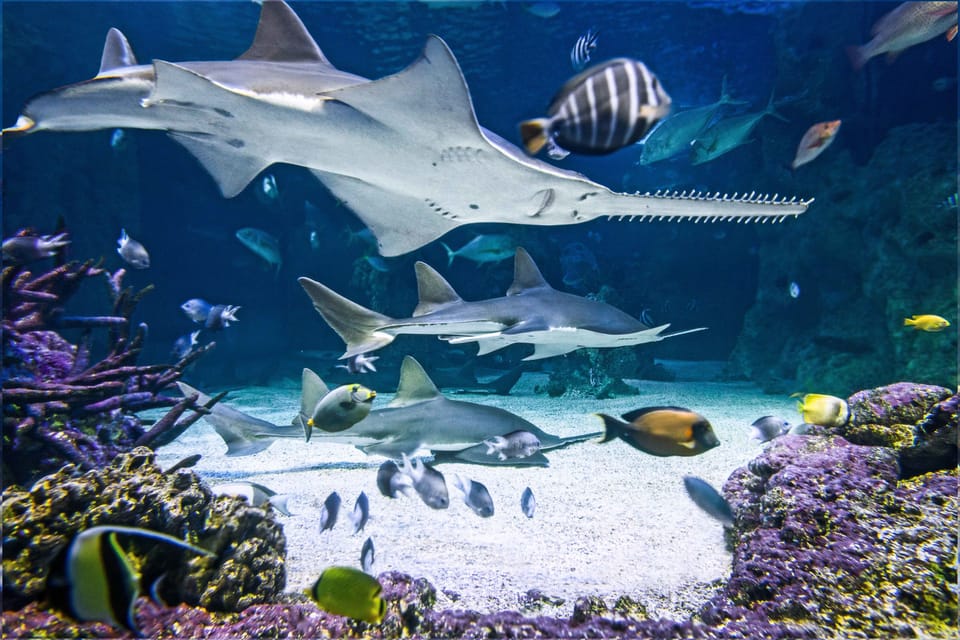 fish and sharks sealife aquarium sudney