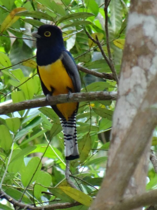 bird at xunantunich ruins