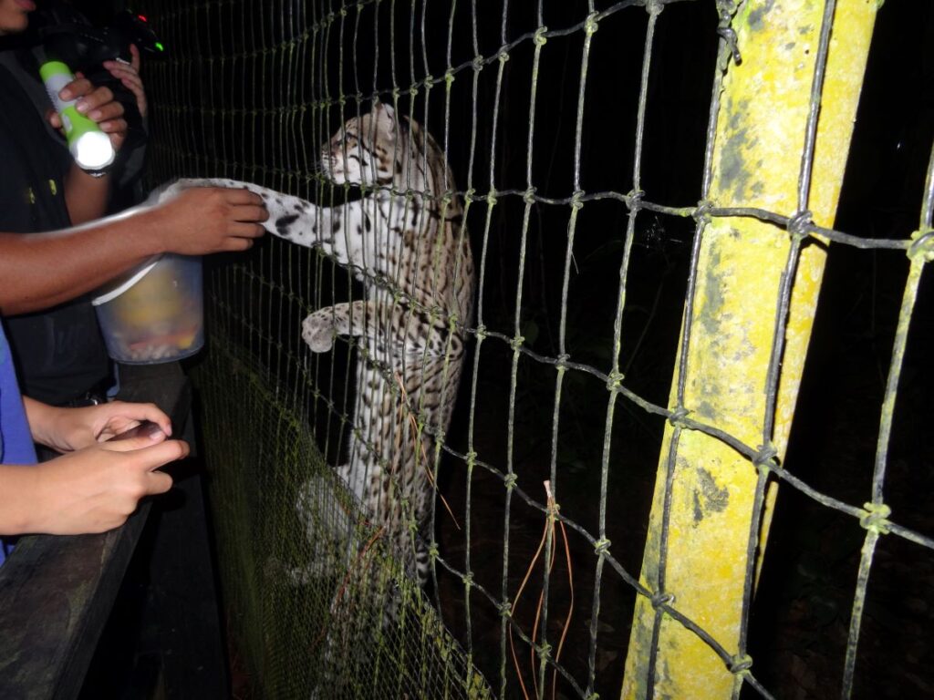 feeding a leopard belize zoo