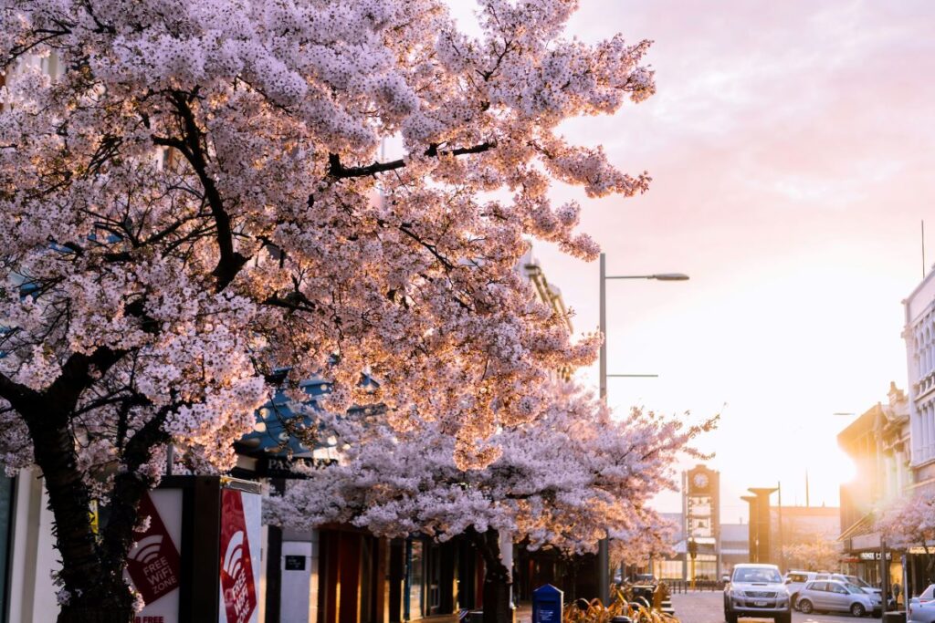 cherry blossoms invercargill