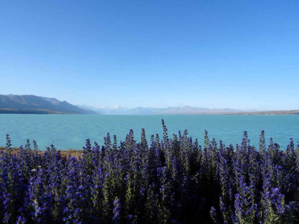 lupins at lake pukaki