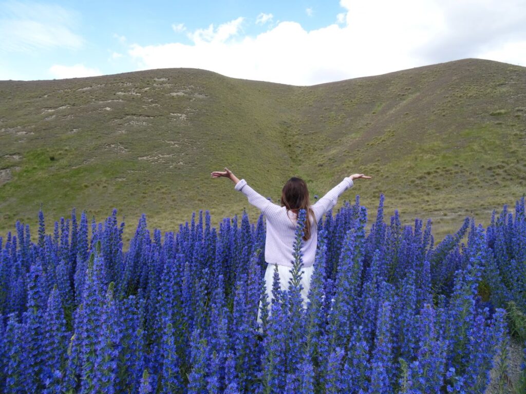 lady in lupins south island