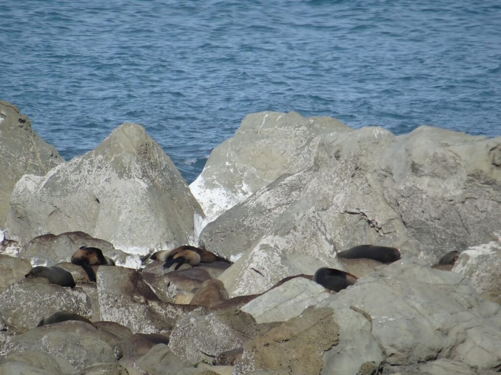 seals at curio bay