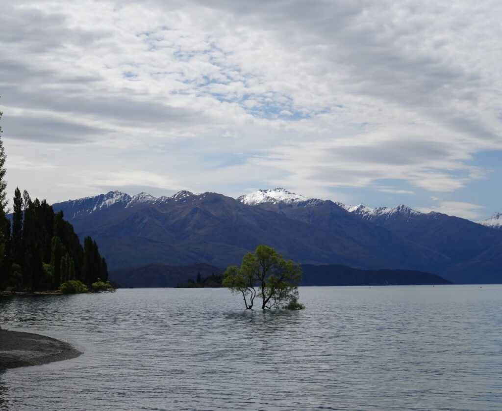 wanaka tree