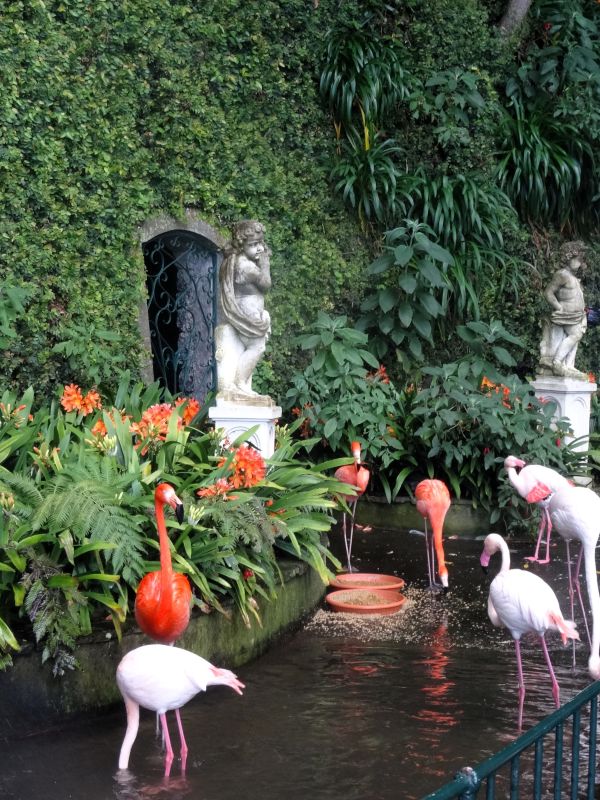 flamingos monte palace gardens