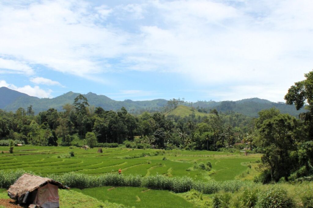 tea plantations ella