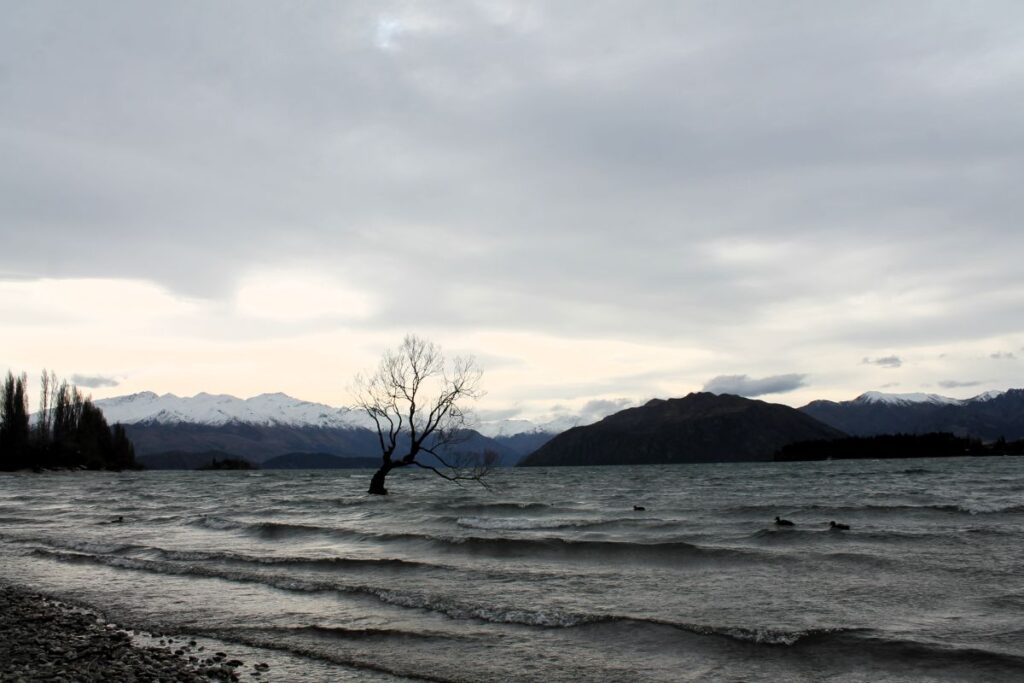wanakatree