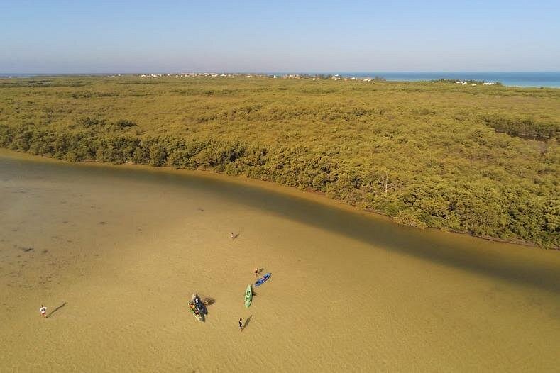 mangroves kayak holbox