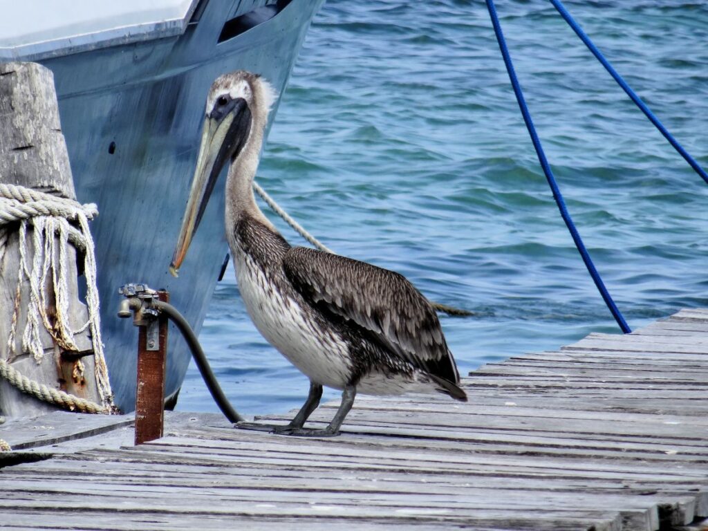 a pelican on jetty holbox