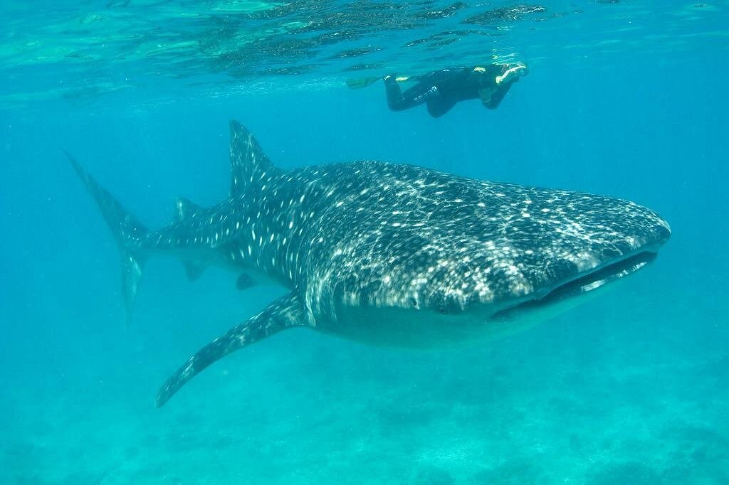 whale shark holbox