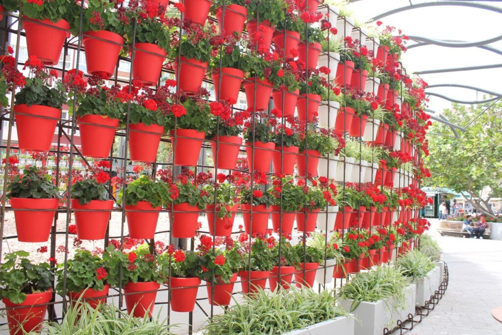 flower baskets murcia