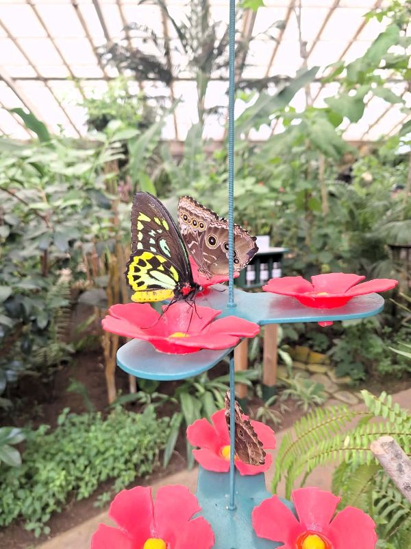butterflies benalmadena butterfly park