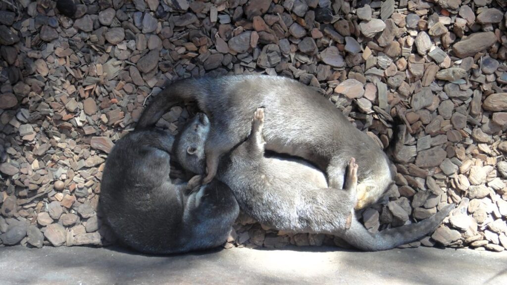 hugging animals