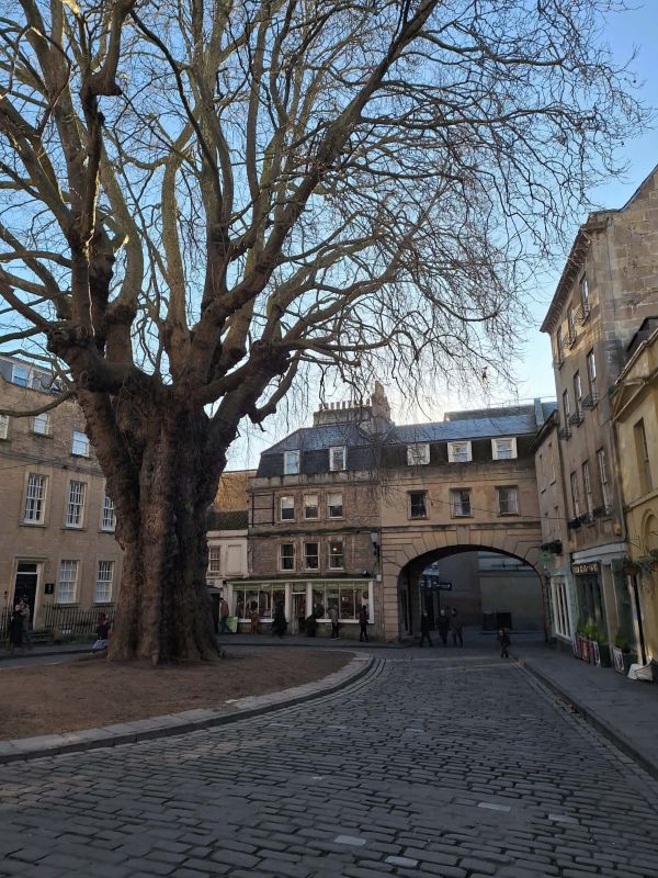 bath street tree