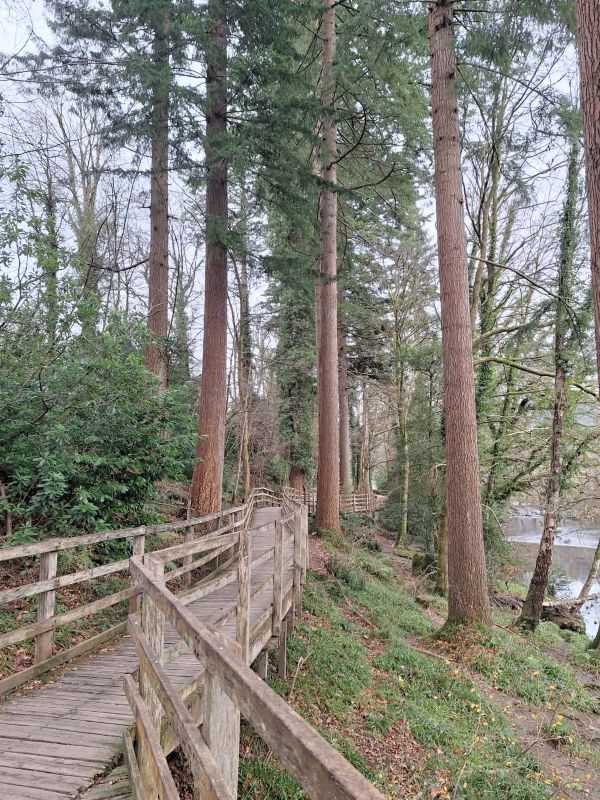 trees forest betws y coed