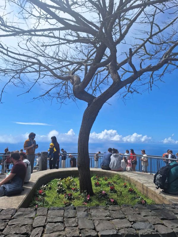 tree cabo girao view