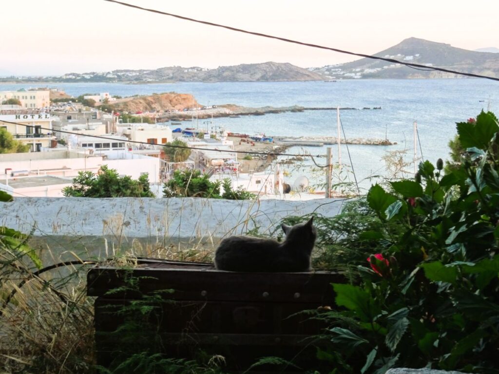 cat with a view in chora