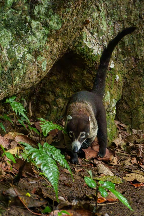 coati mistico park